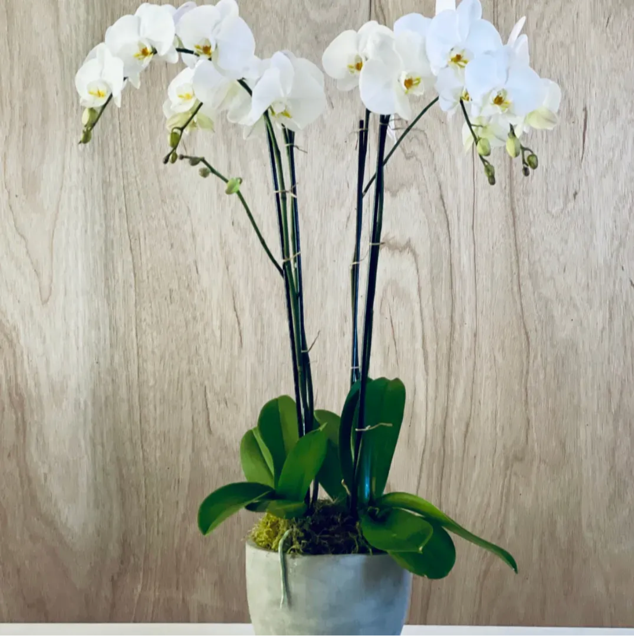 WHITE STUDY ORCHIDS ACME FLORAL CO.