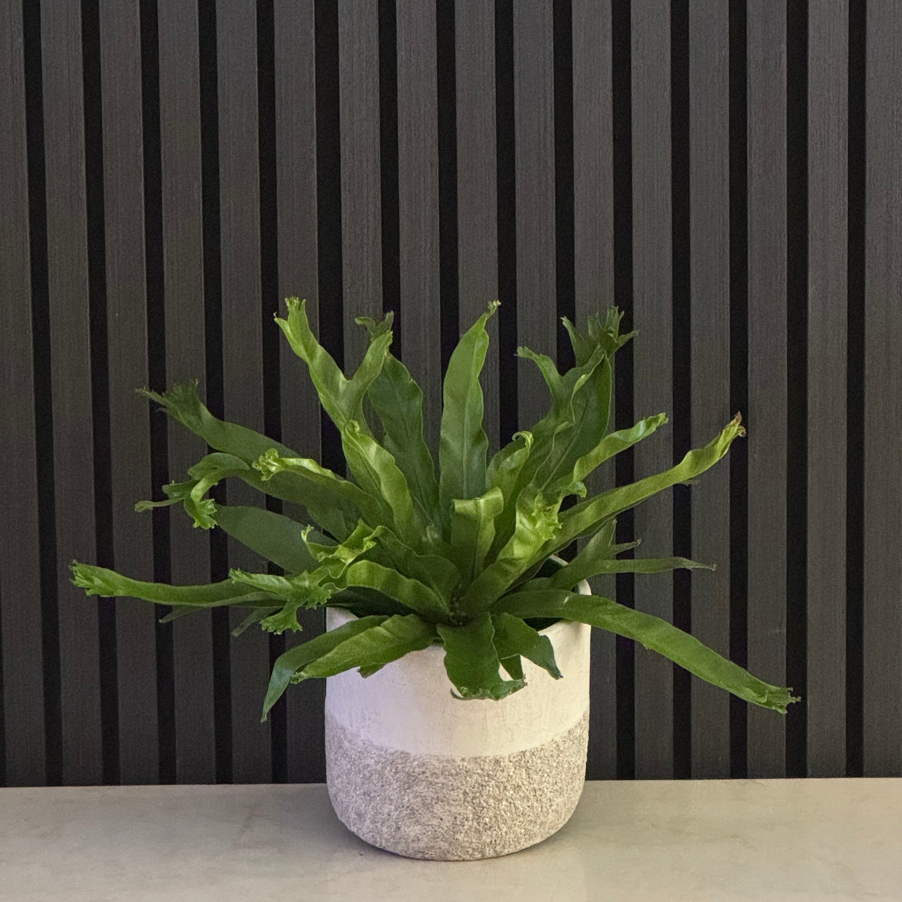 BIRD'S NEXT FERN 'CRISSIE'
