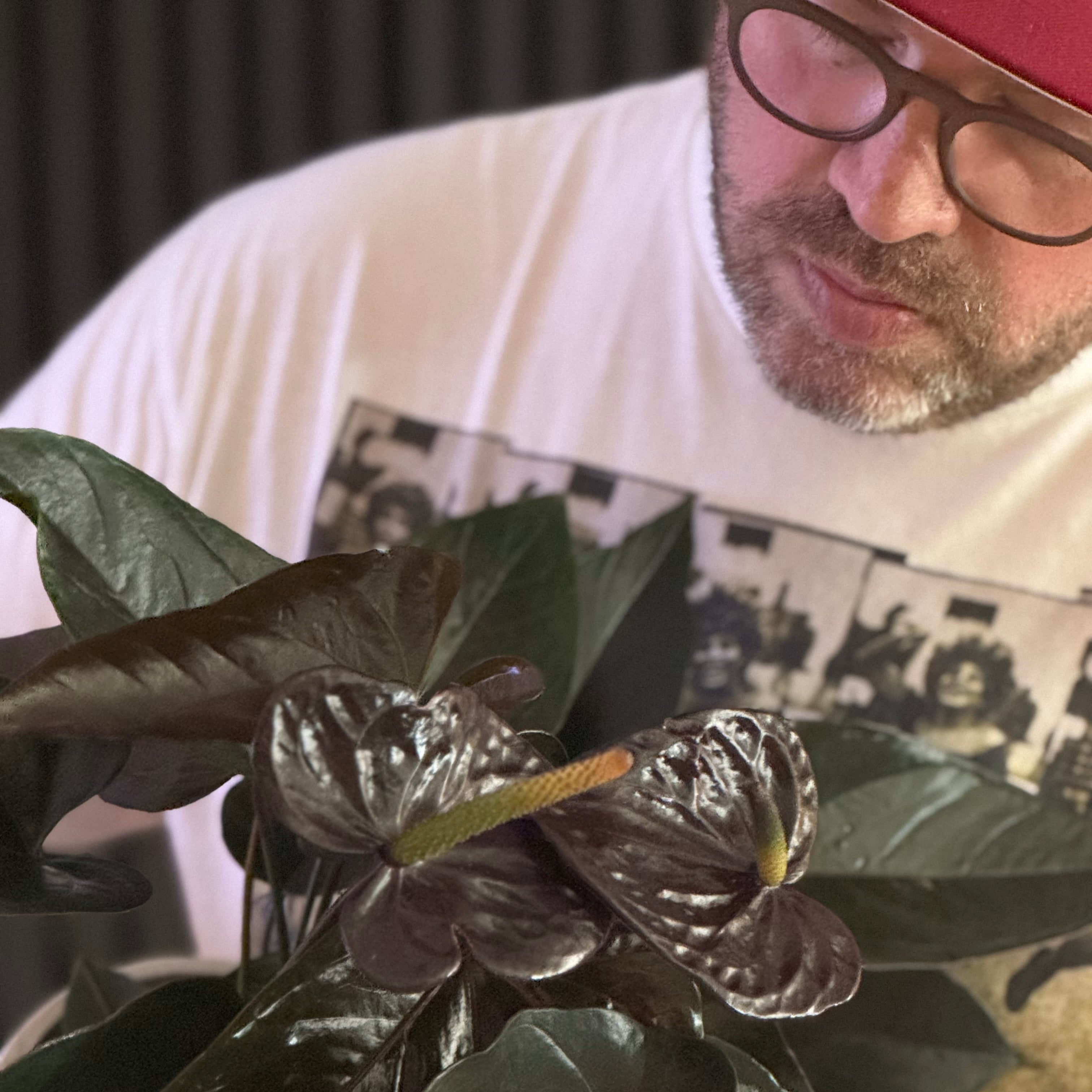 BLACK ANTHURIUM