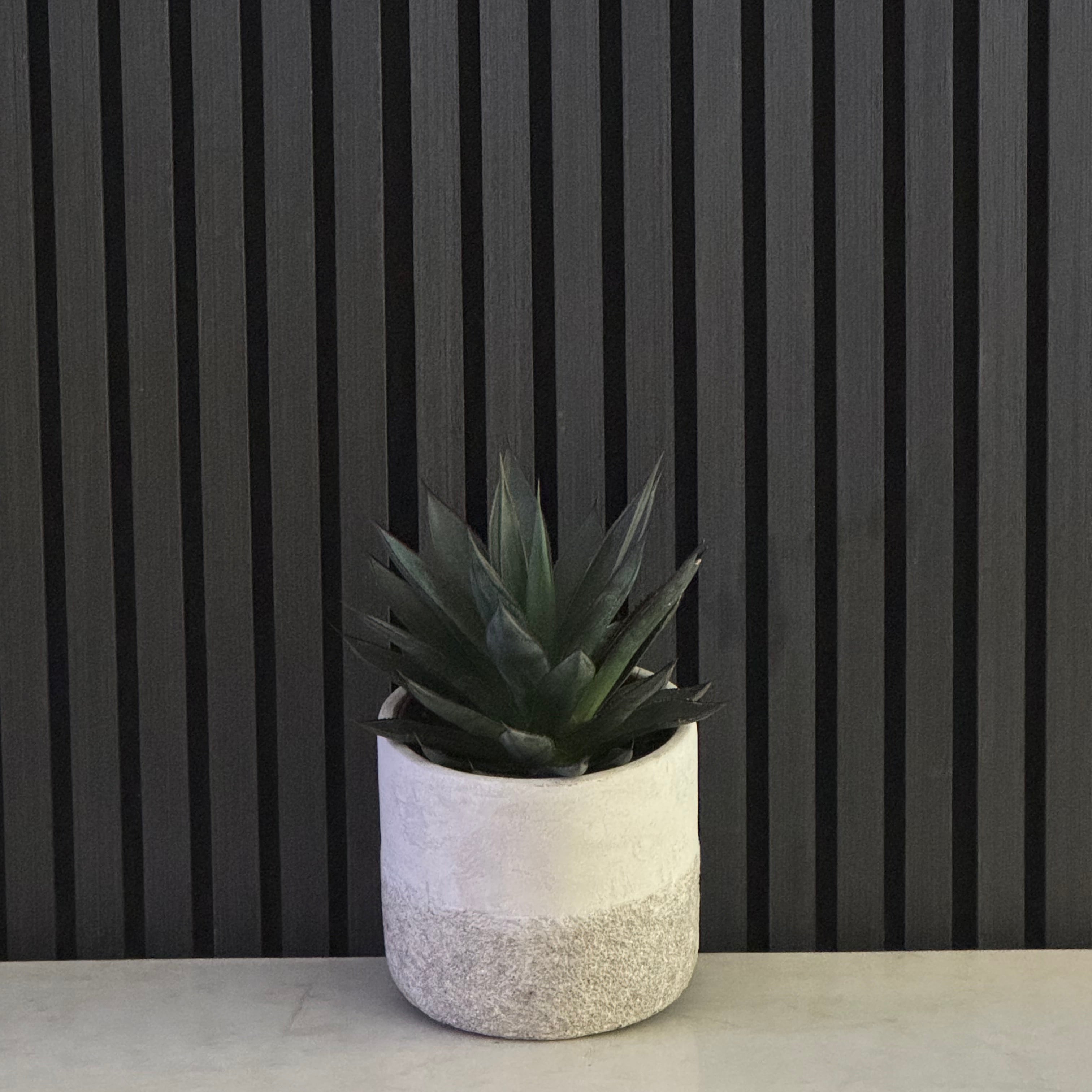 HAWORTHIA