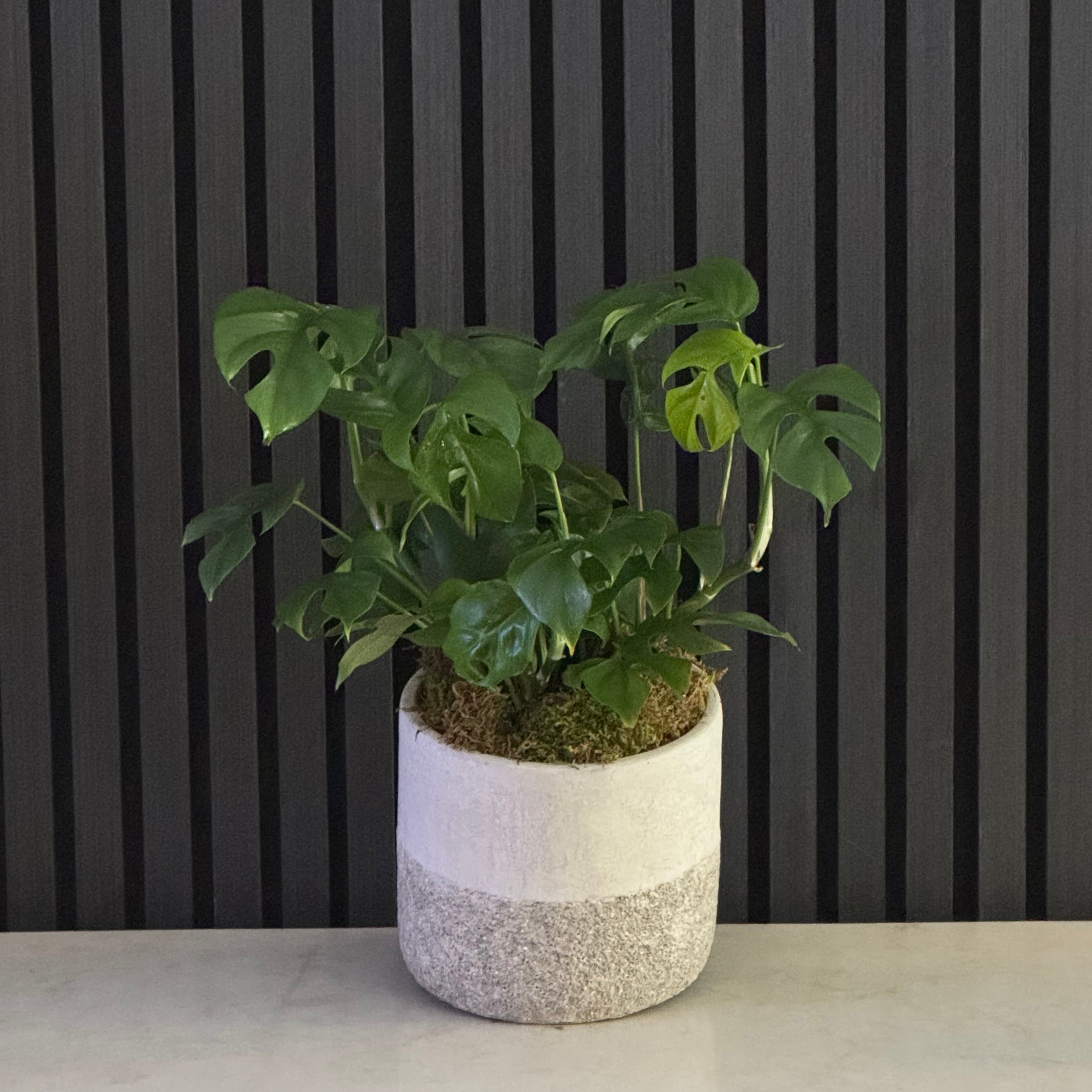 MONSTERA MINIMA