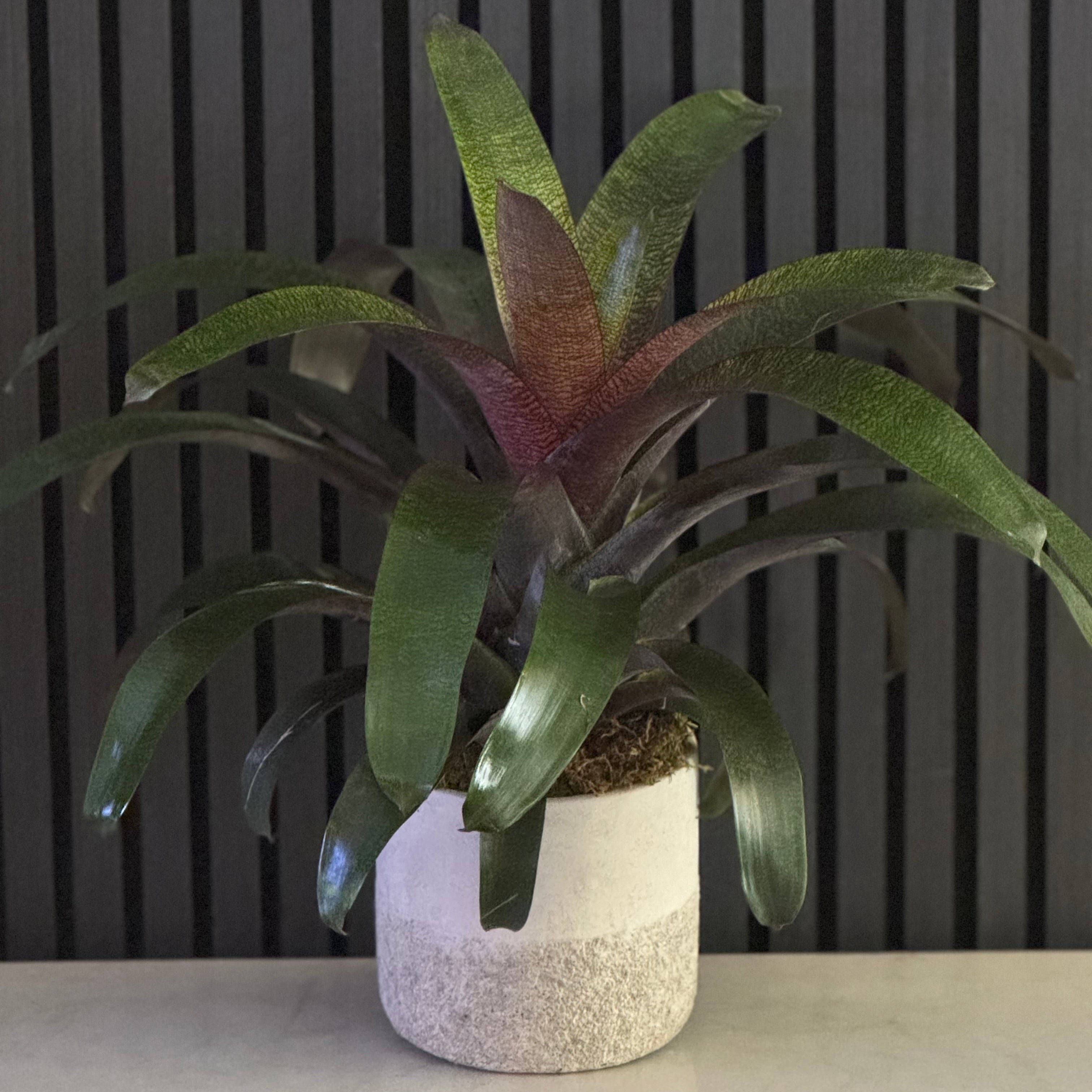 VRIESEA