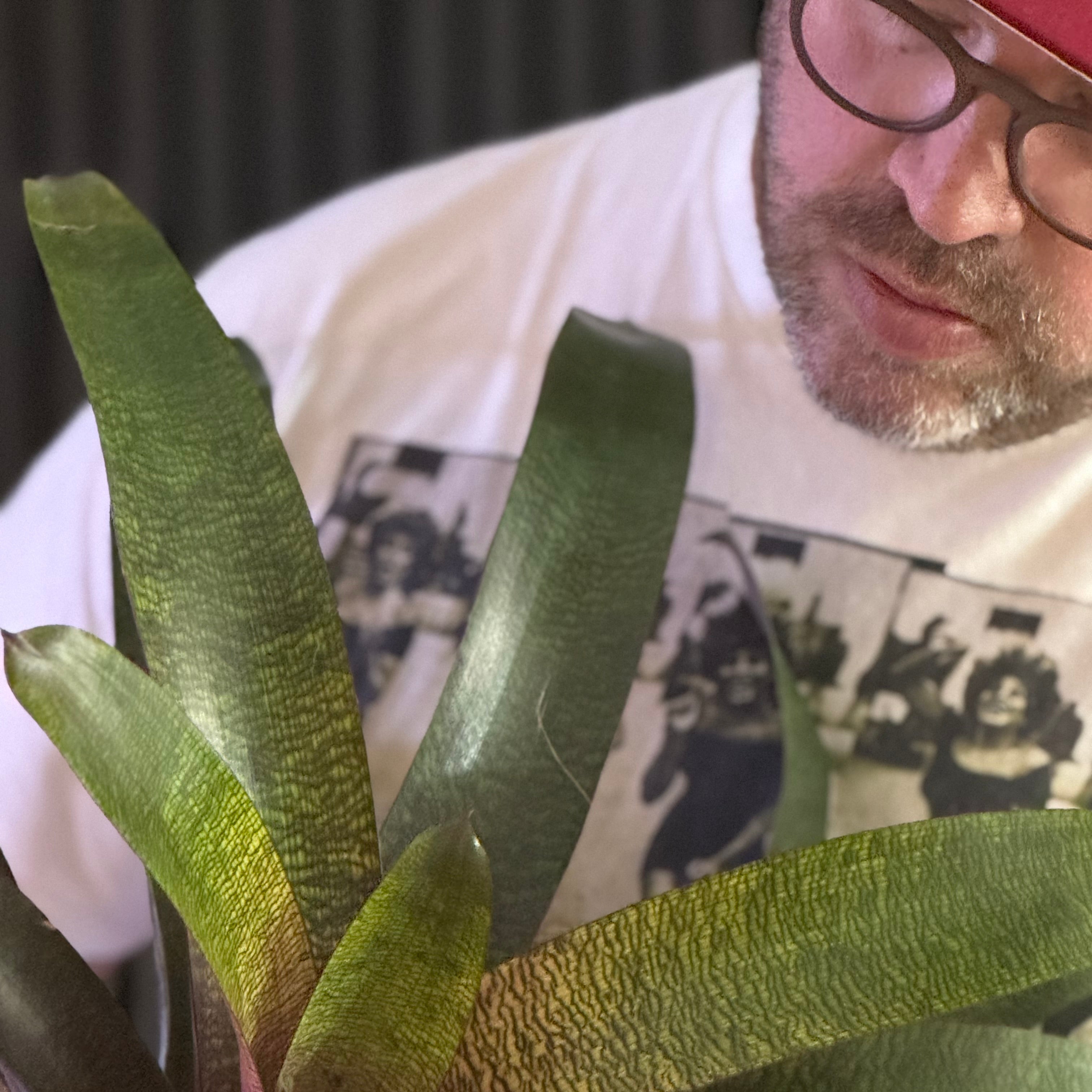 VRIESEA
