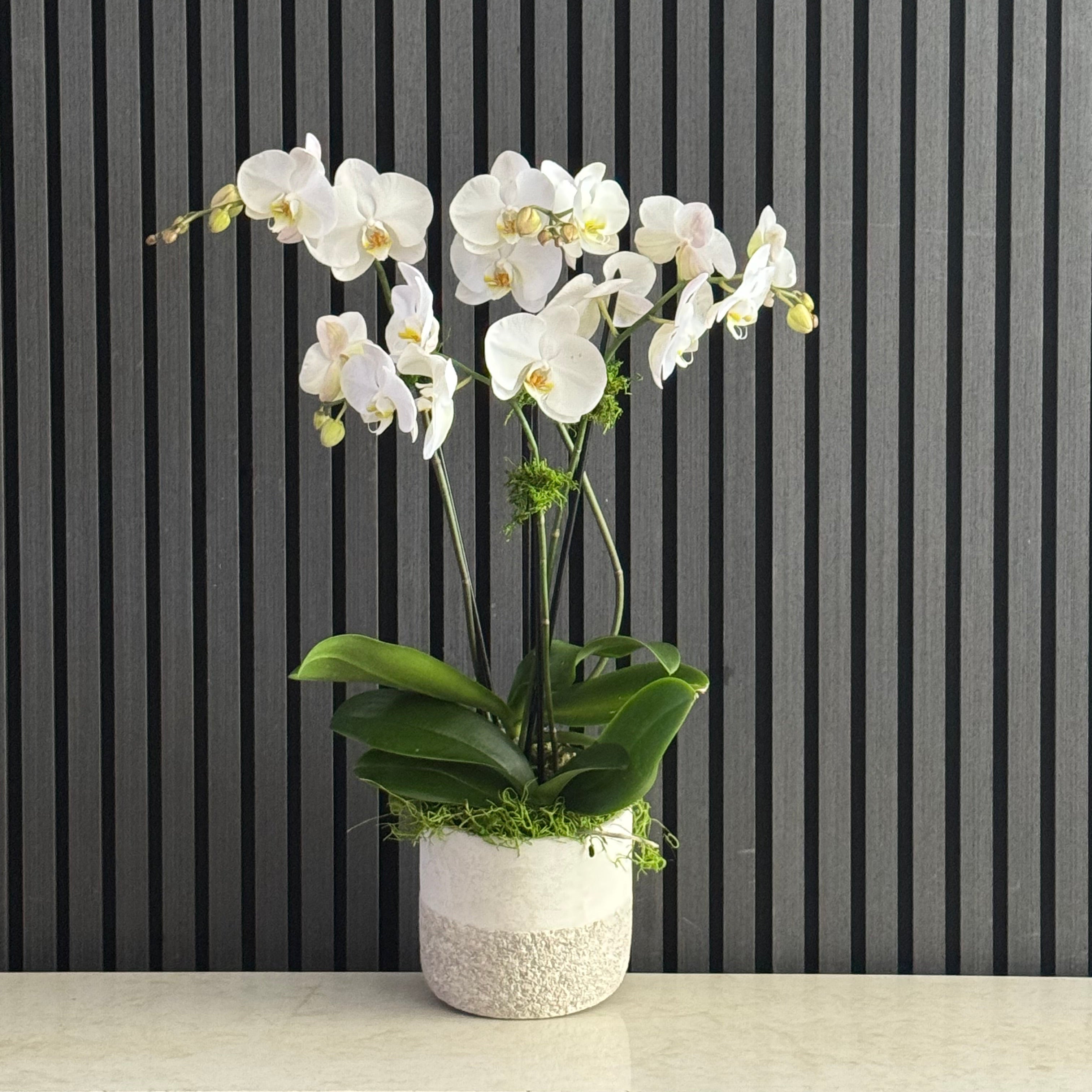 WHITE STUDY ORCHIDS ACME FLORAL CO.