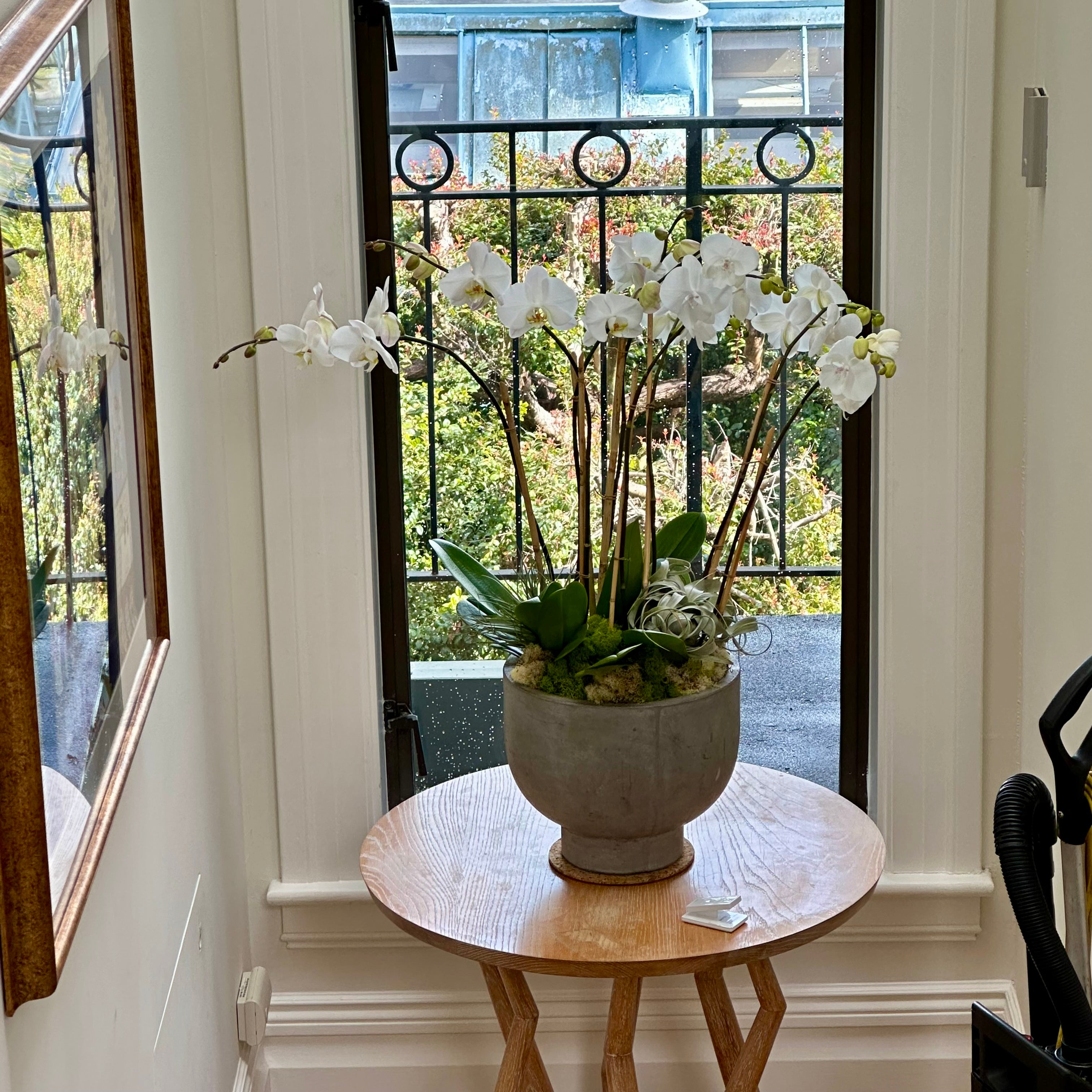 WHITE STUDY ORCHIDS ACME FLORAL CO.
