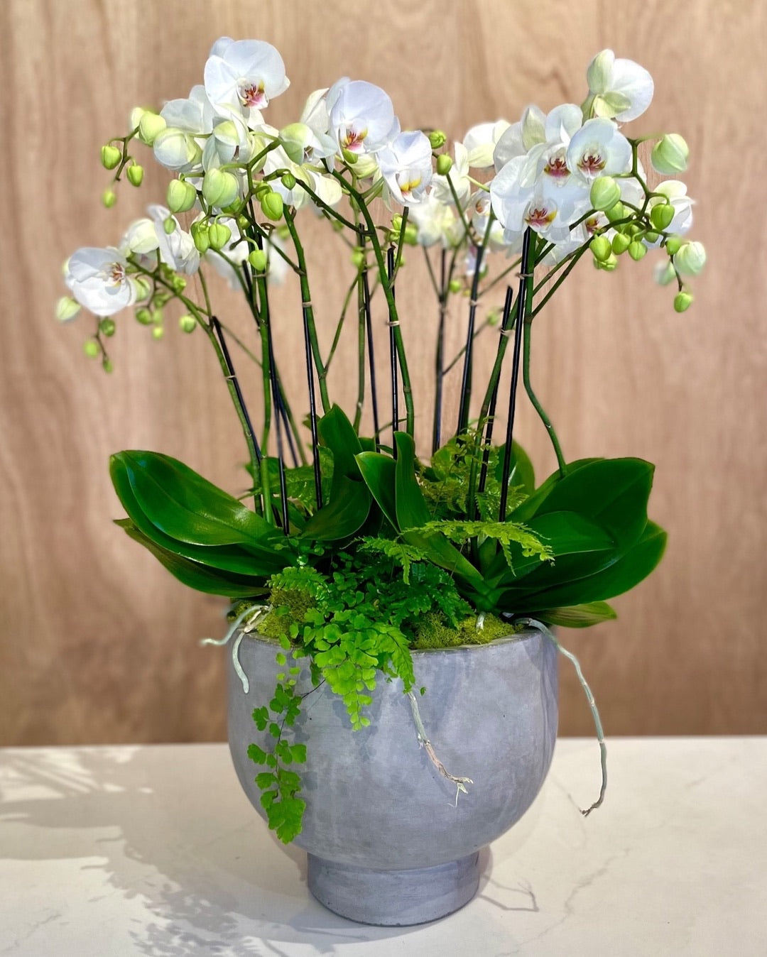 WHITE STUDY ORCHIDS ACME FLORAL CO.