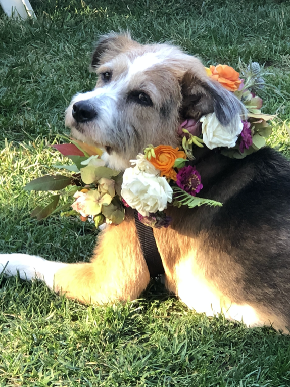 PUPPER COLLAR ACME FLORAL CO.