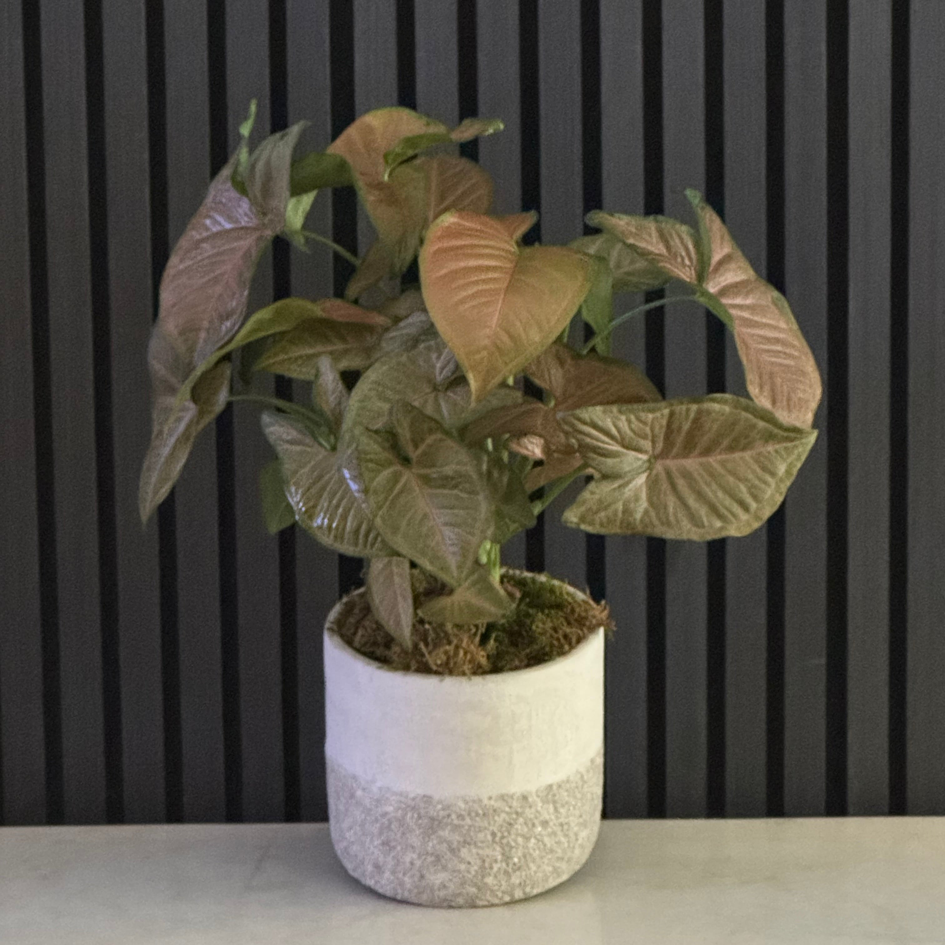 SYNGONIUM