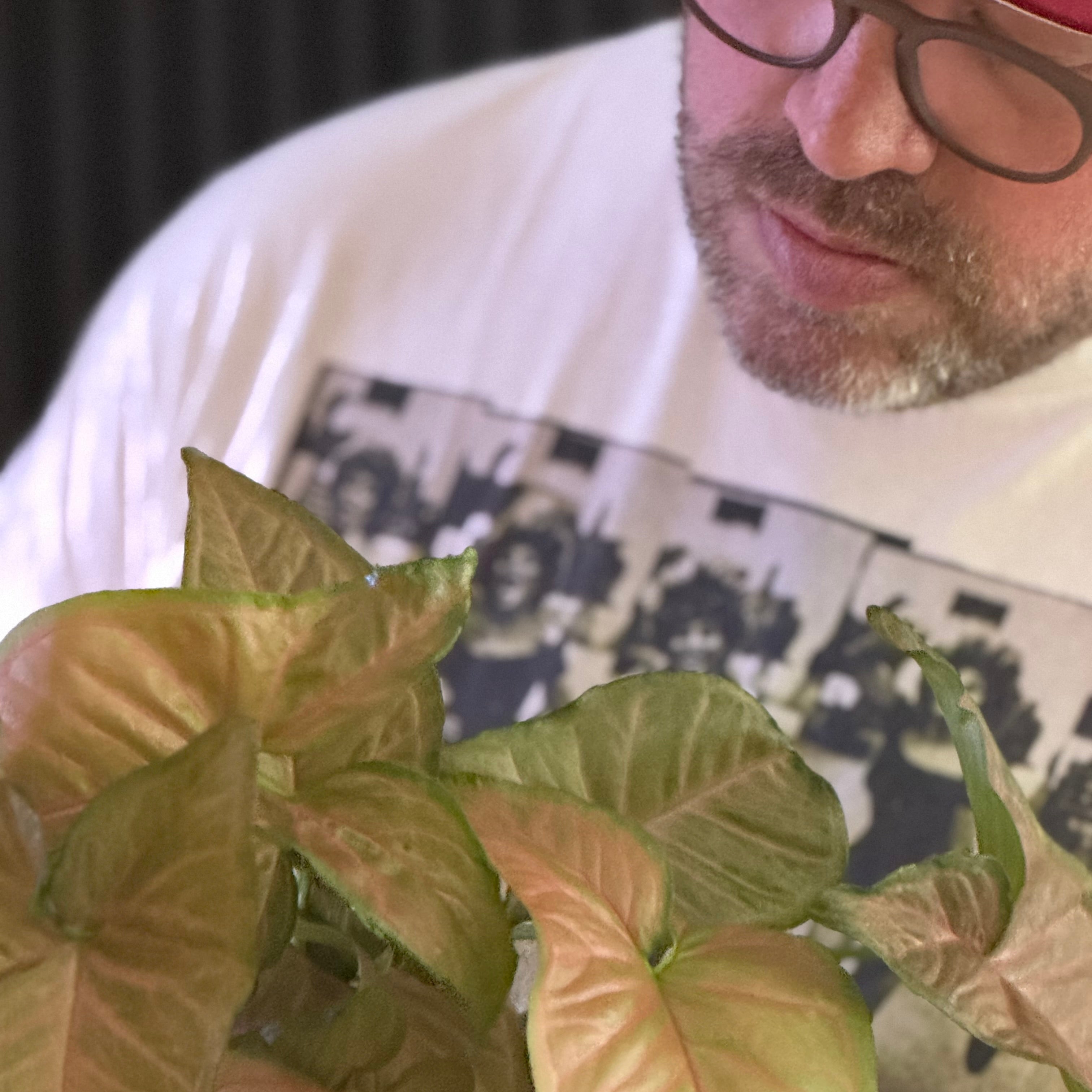 SYNGONIUM