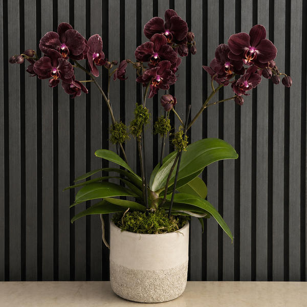 AFTER DUSK ORCHIDS