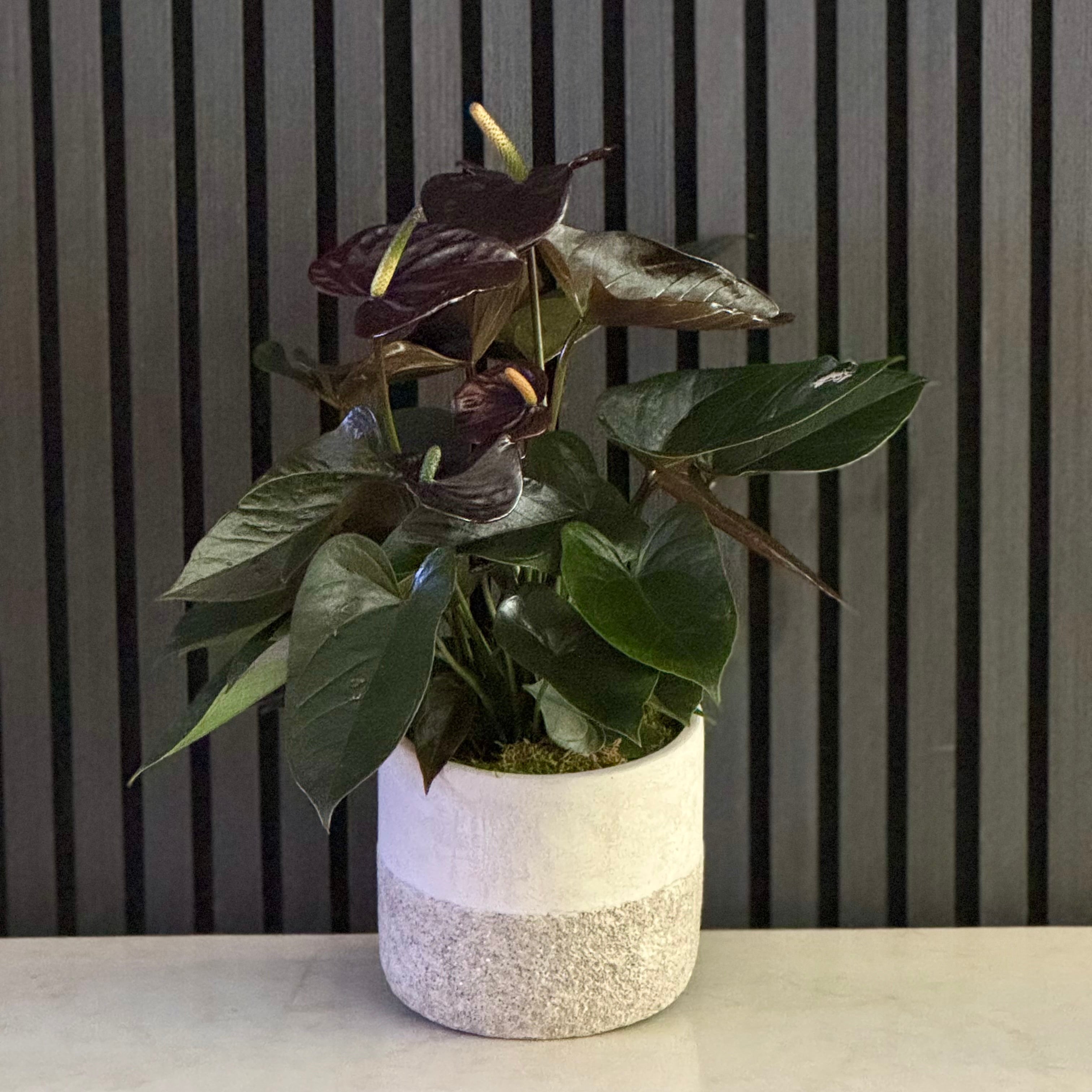 BLACK ANTHURIUM