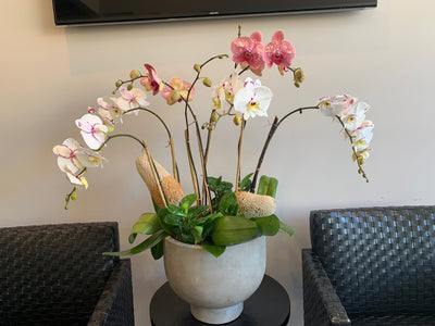 orchid garden for office reception area