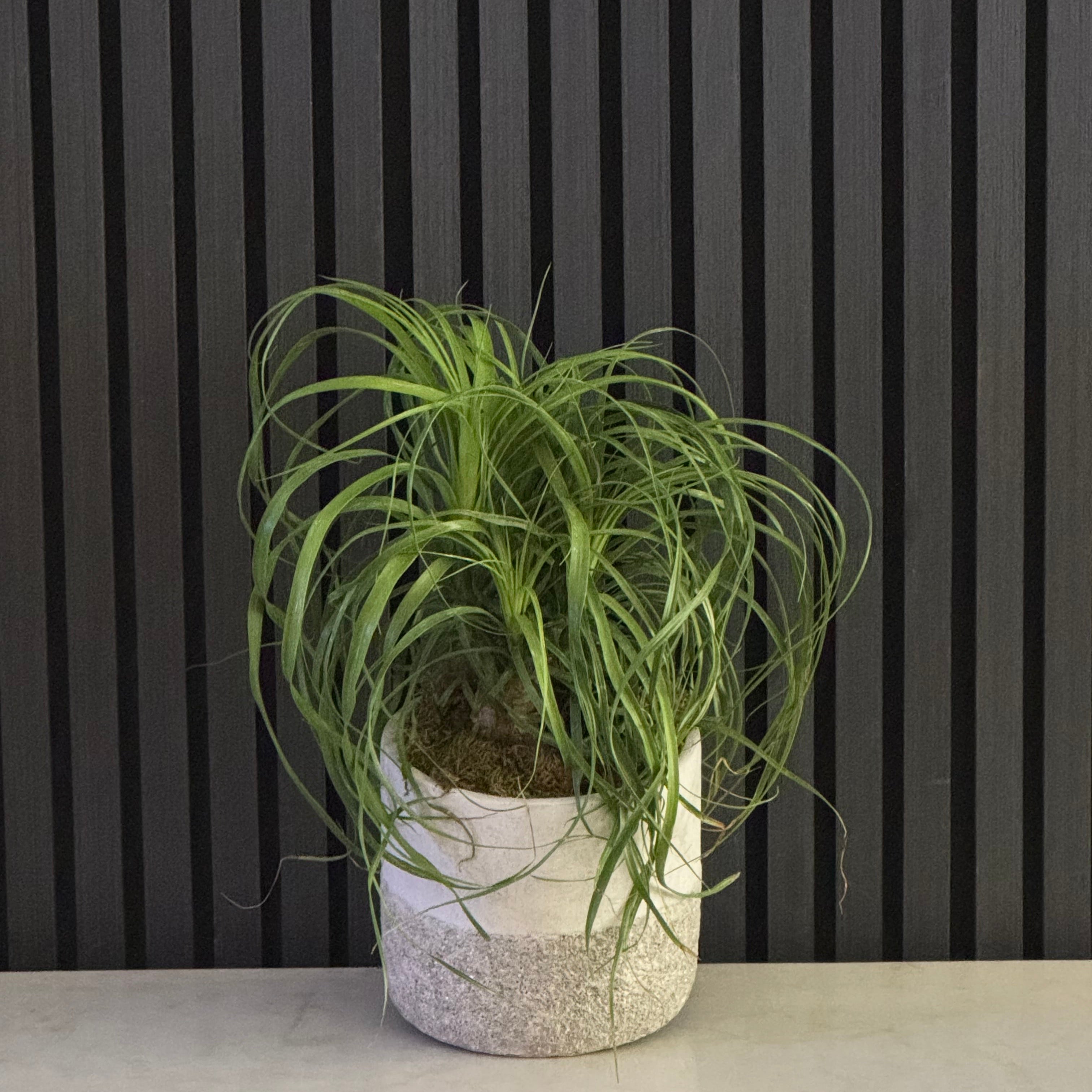 PONYTAIL PALM