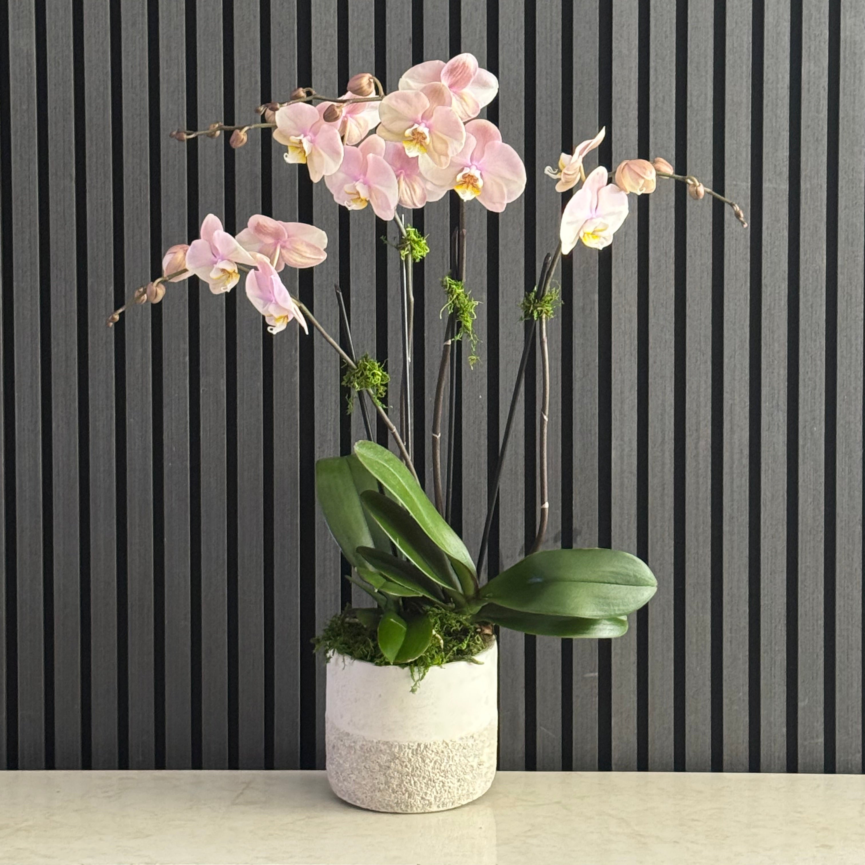 SOFT FOCUS ORCHIDS ACME FLORAL CO.