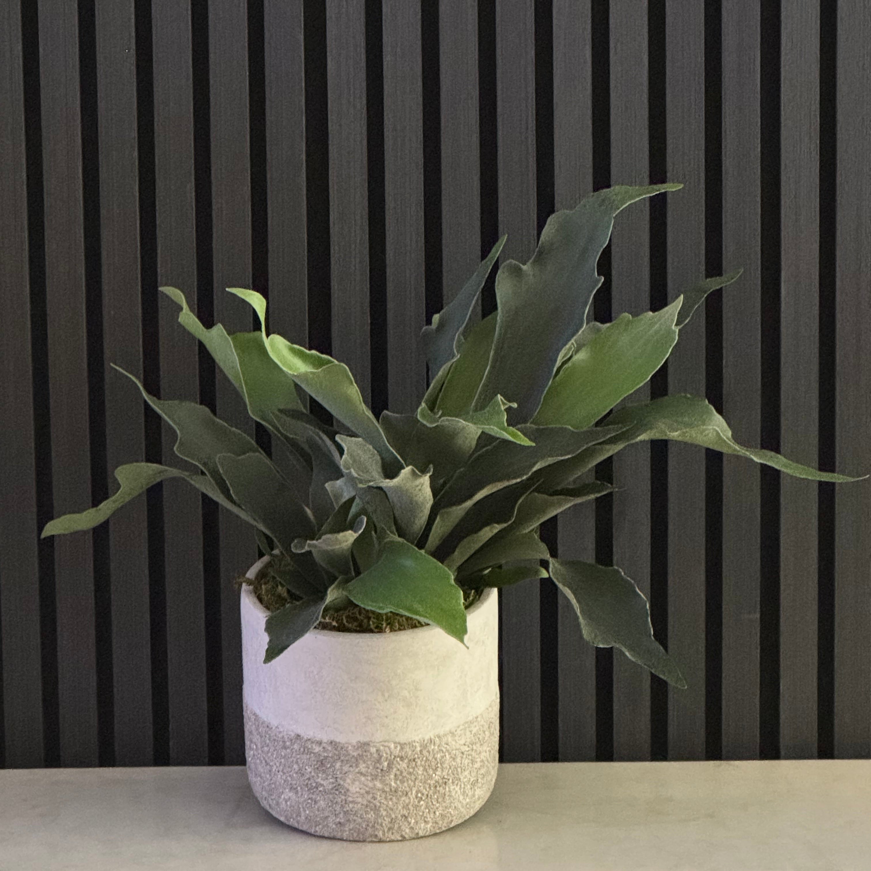 STAGHORN FERN