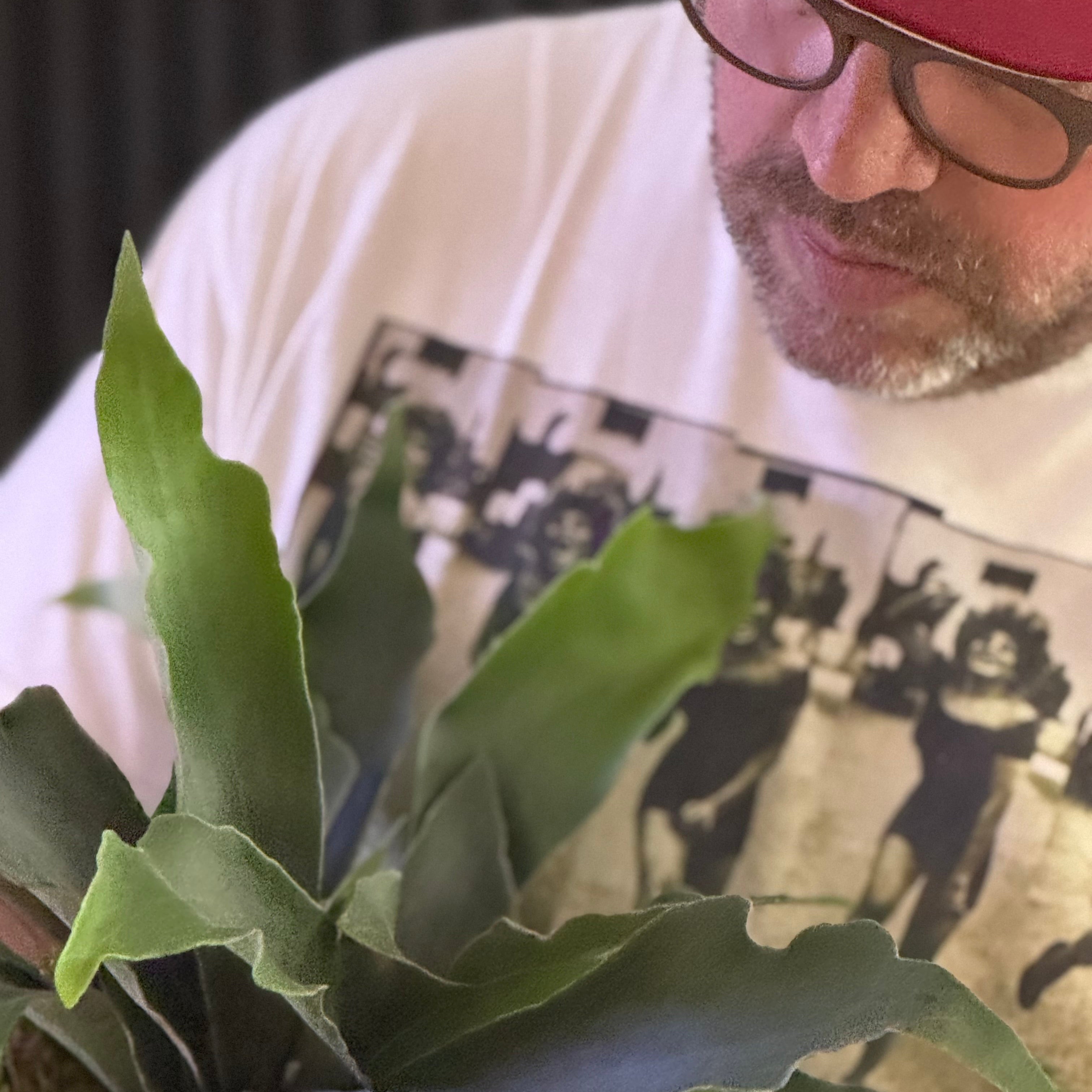 STAGHORN FERN