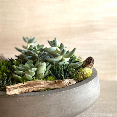 huge concrete succulent cactus planted garden by acme floral co San Francisco ca